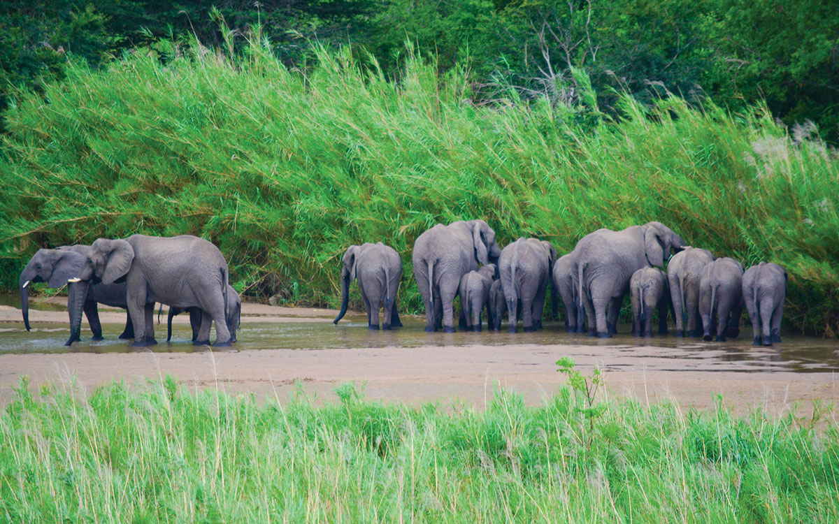 sailing-around-the-world-couples-guide-elephants-south-africa-credit-haley-haltom