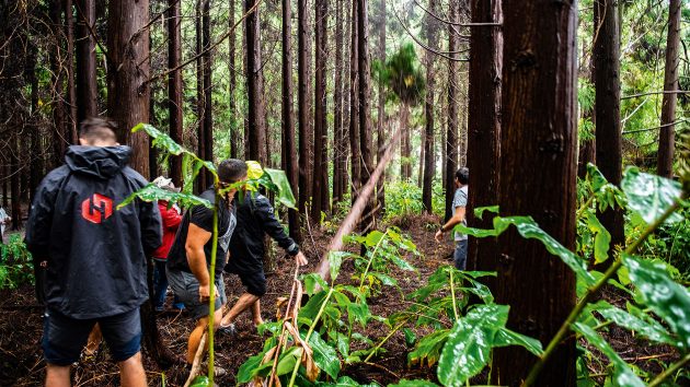 A tree falling in the forest at the base of Mount Pico. Trees are dense and there are people on the left.